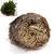 ROSE OF JERICHO